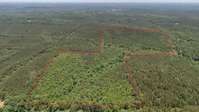 Winston County 70 +/- ac Timber and Recreational Tract