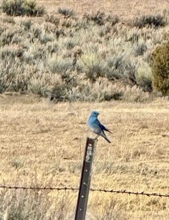 Blue Bird Valley Ranch - New Mexico, 87017