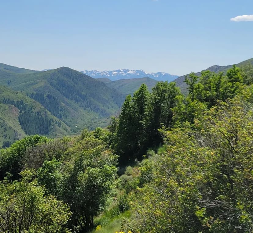 Land -Single Family Acreage in Huntsville