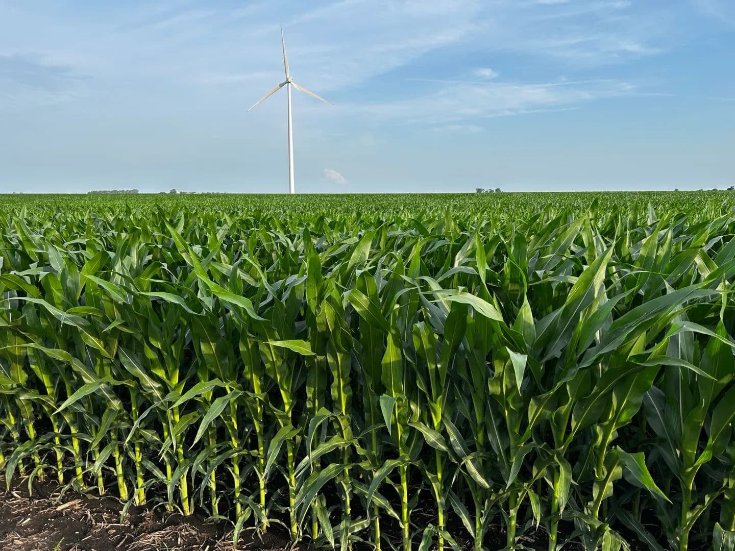 The Ringenberg Farmland Auction | 157.03 +/-  Acres | Livingston County, IL - Flanagan, Illinois, 61740