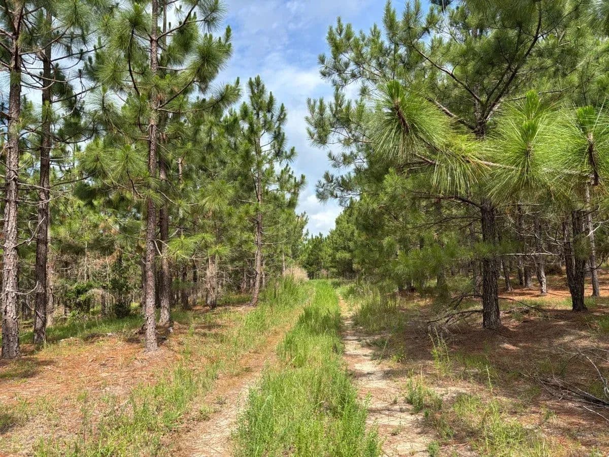 Longleaf Mecca Tract - Chesterfield, South Carolina, 29709