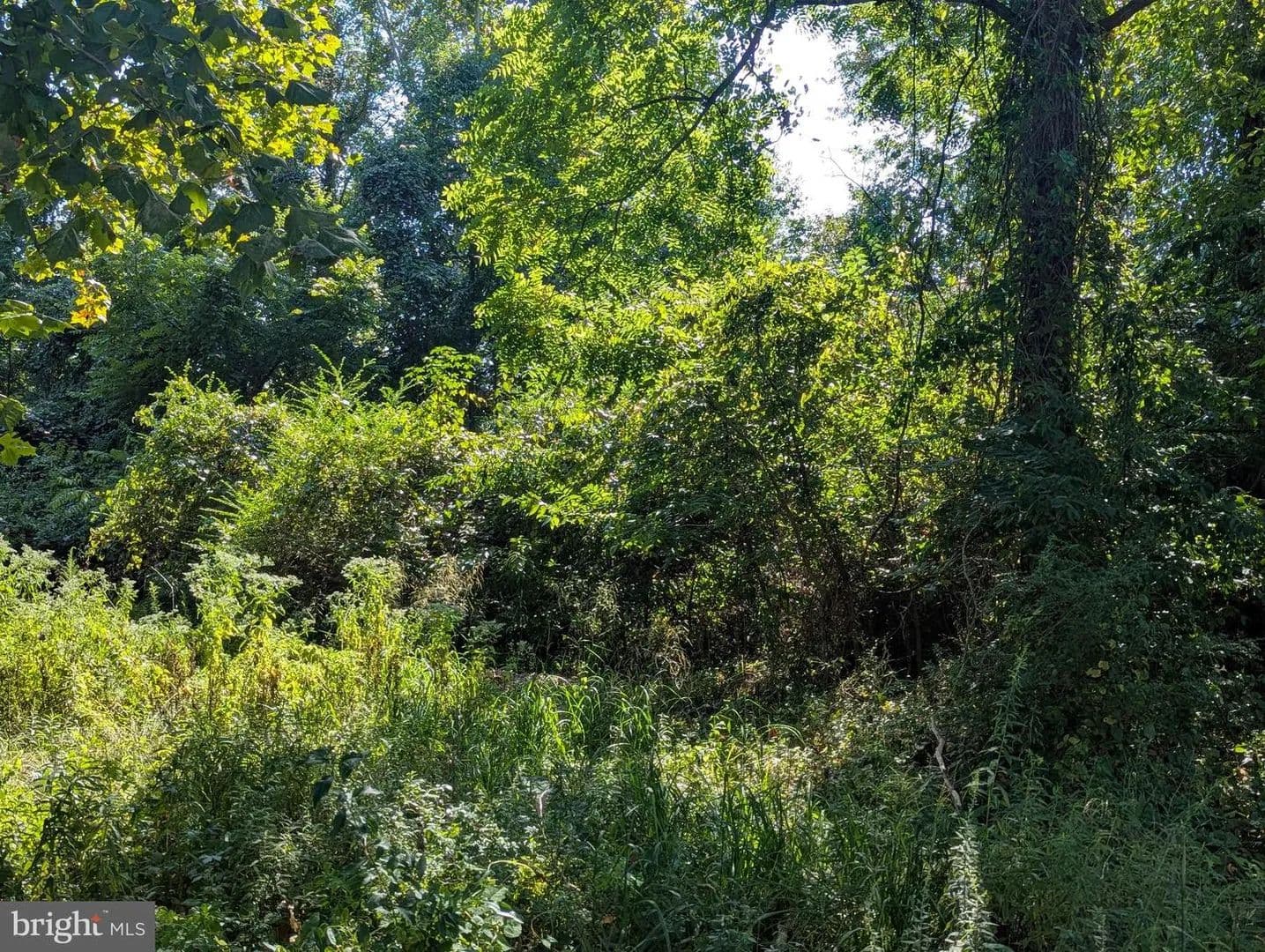 Lots & Land-Other in BUSHWOOD - Bushwood, Maryland, 20618