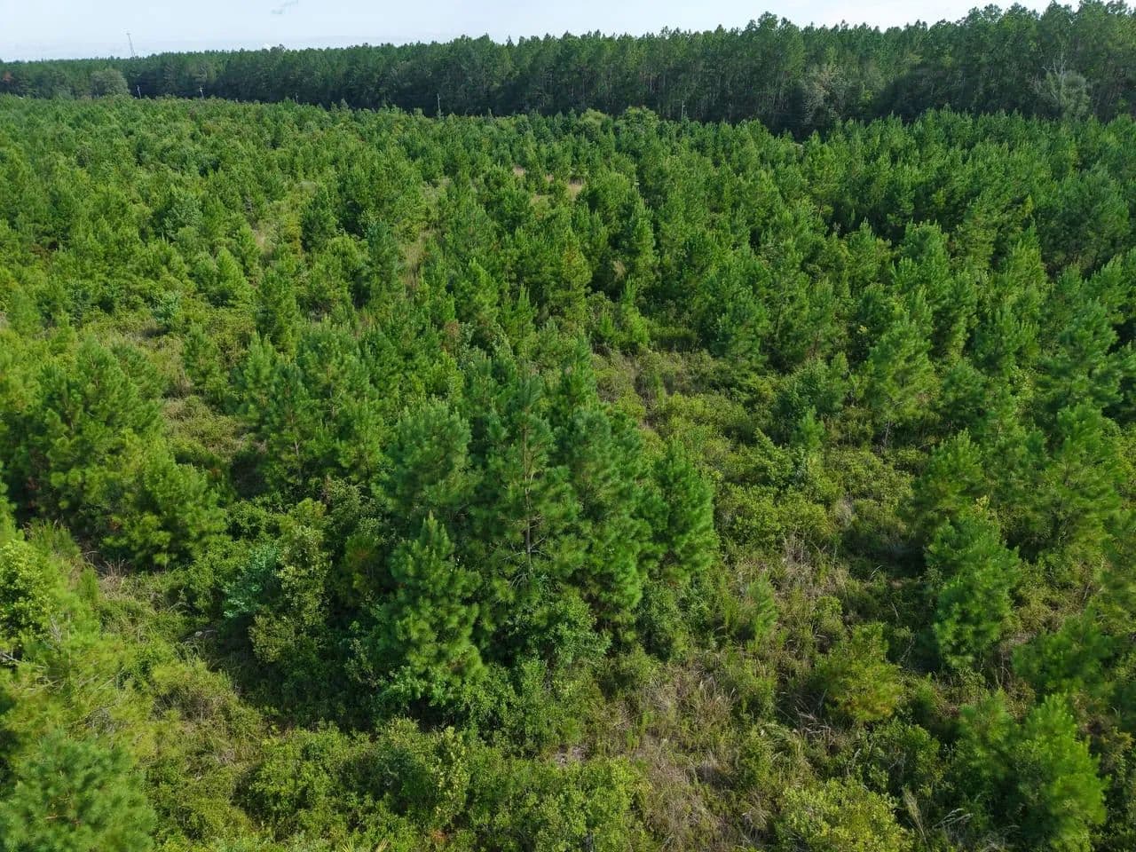 7.55 +/- Ac Land for Sale in Camden County, GA - White Oak, Georgia, 31568