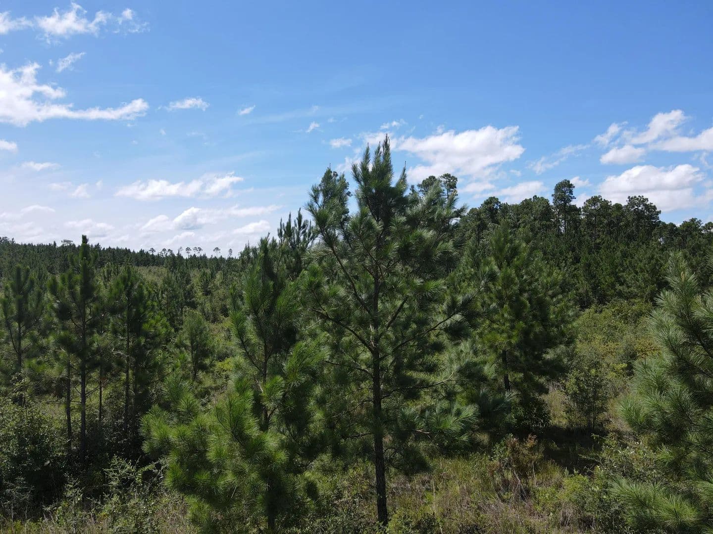 Vacant Land in Milton - Milton, Florida, 32570