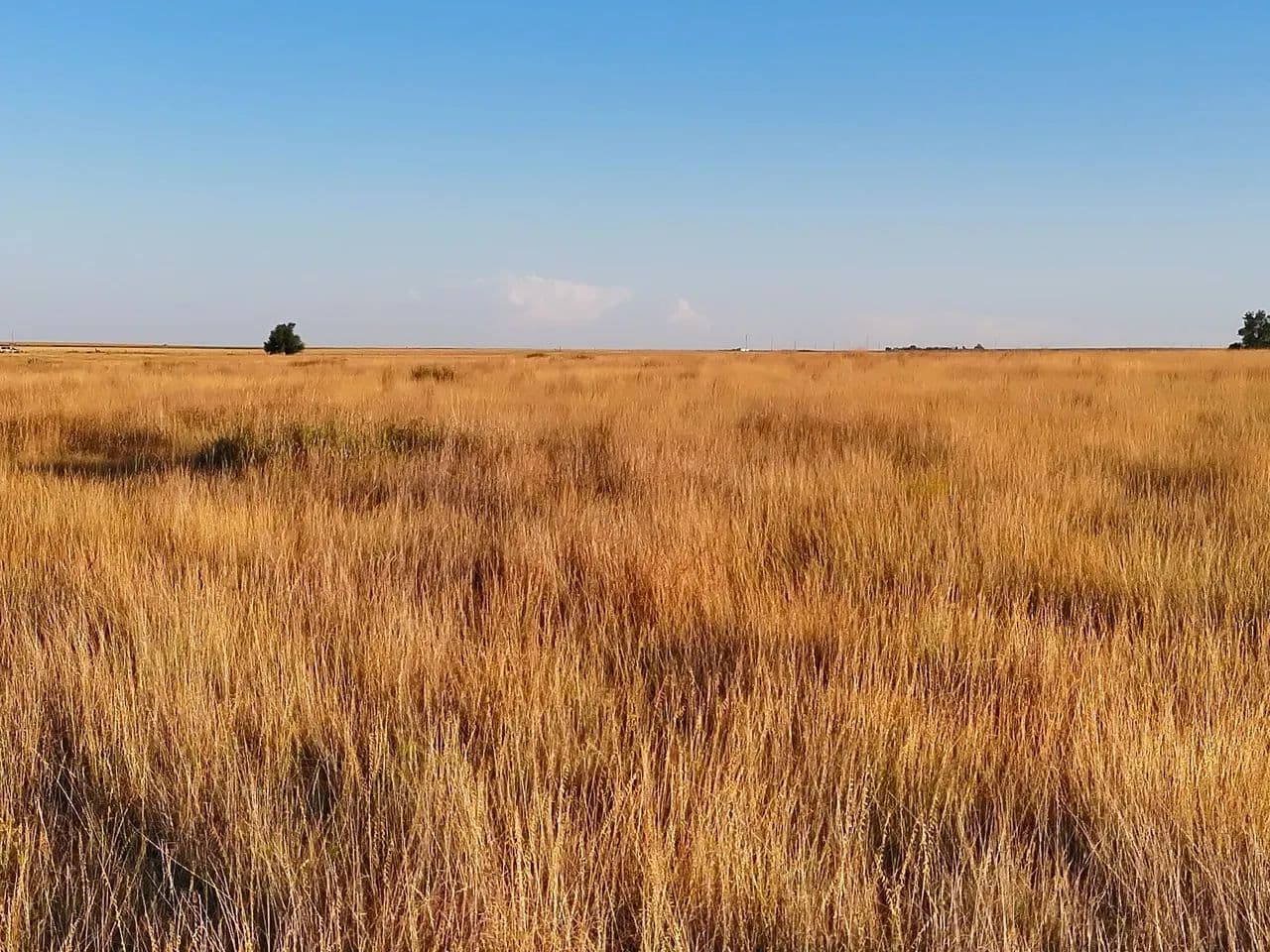 Quarter Section of CRP with Mineral Income & Wind Development Lease - Deerfield, Kansas, 67838