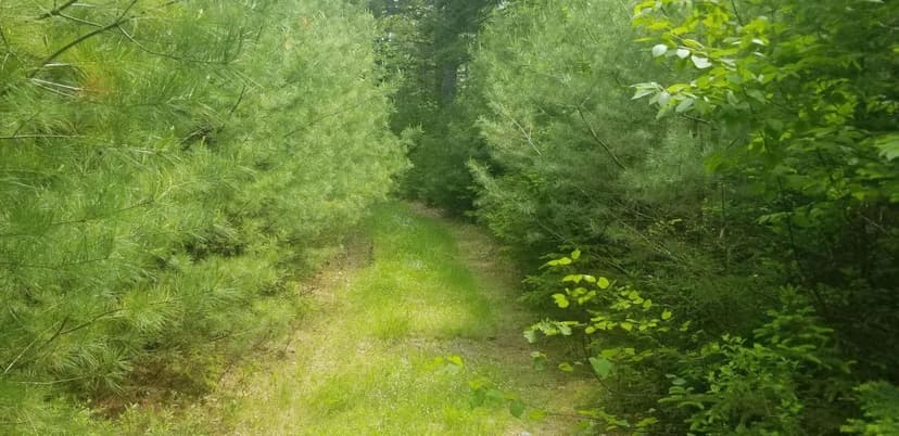Land -Single Family Acreage in Penobscot