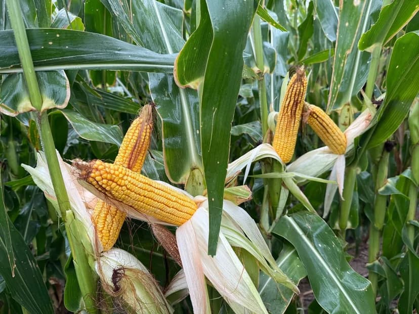 Premium Irrigated Farm - Prowers County, CO