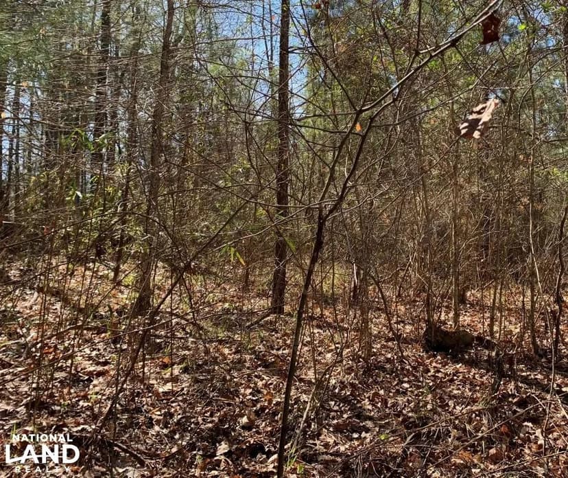 Catahoula Hills 50 Acres of Deer, Turkey, and Timber