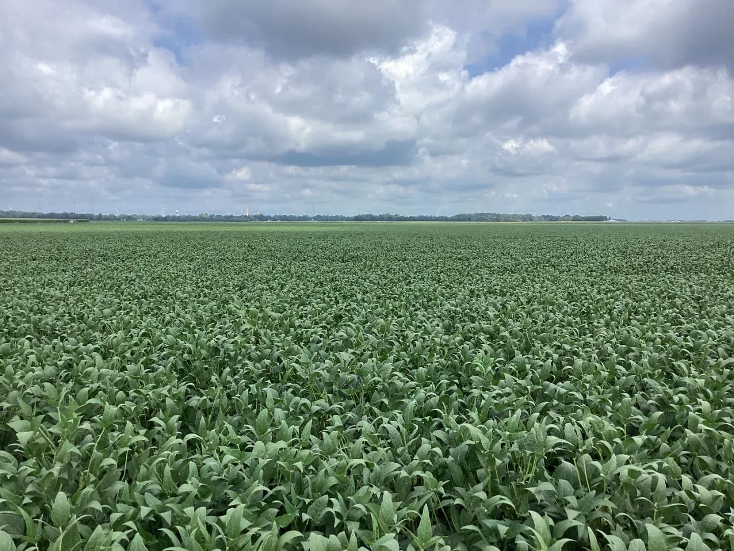 The Burns Farmland Auction | 165.04 +/- Surveyed Acres | Douglas County, IL - Newman, Illinois, 61942
