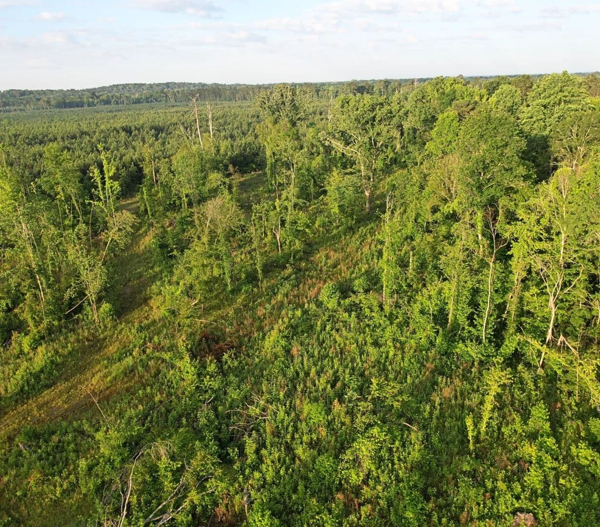 51 Acres in Simpson County in Pinola, MS - Pinola, Mississippi, 39149
