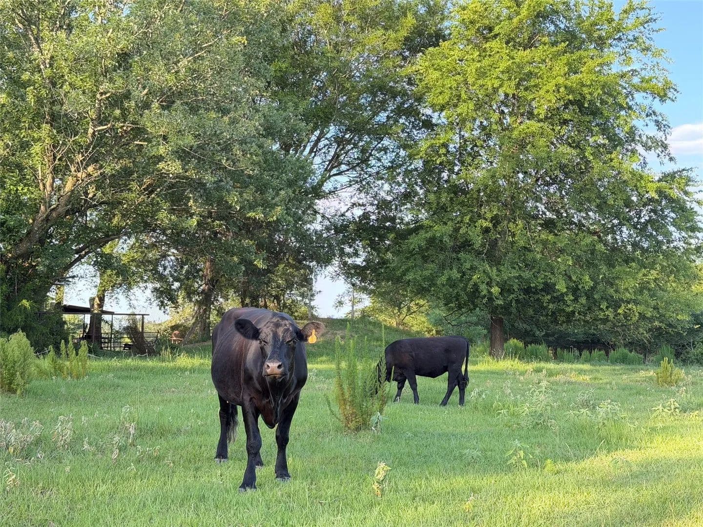 24 Acres of Land for Sale in Mt Pleasant, TX - Mt Pleasant, Texas, 75455