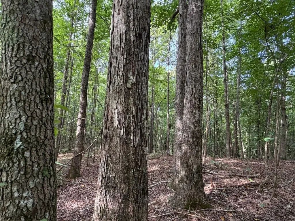 96+/- Acres in Talladega County - Sylacauga, Alabama, 35150