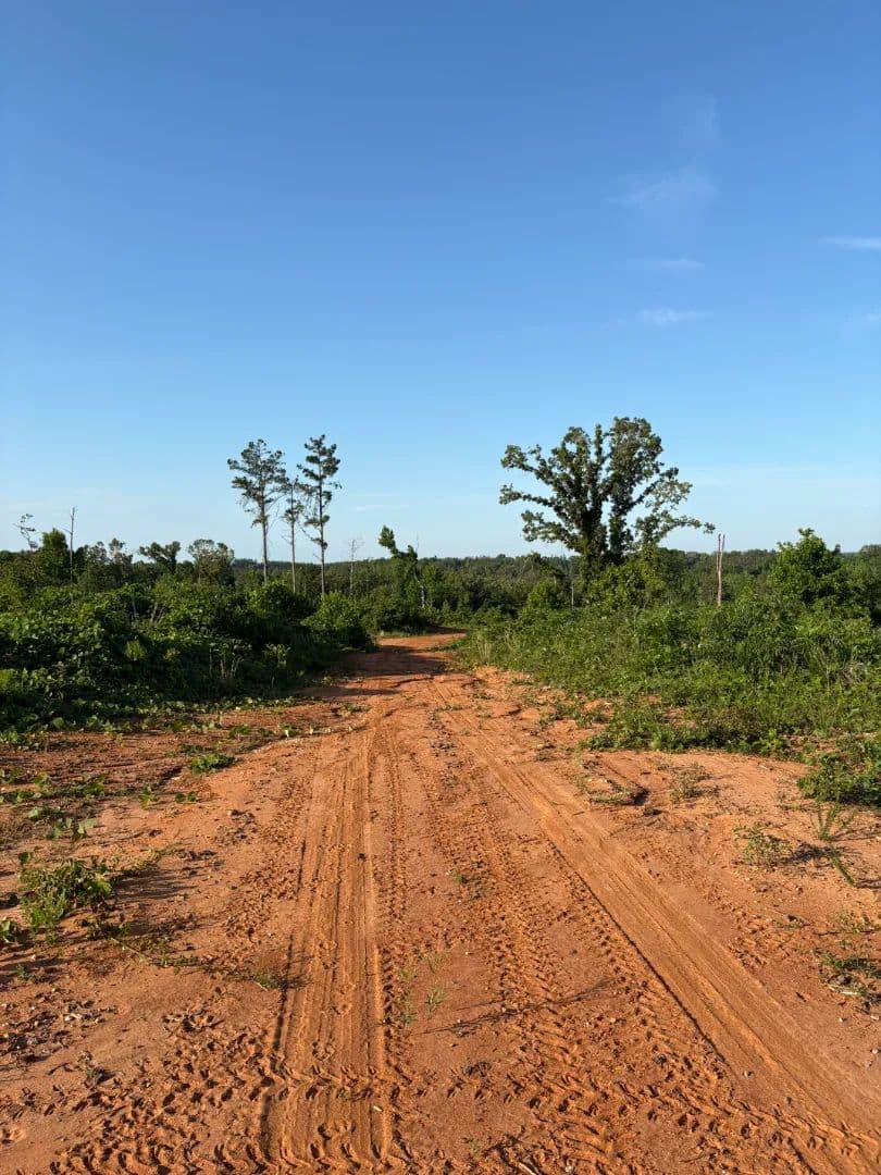 44 Acres in Union County, MS 
