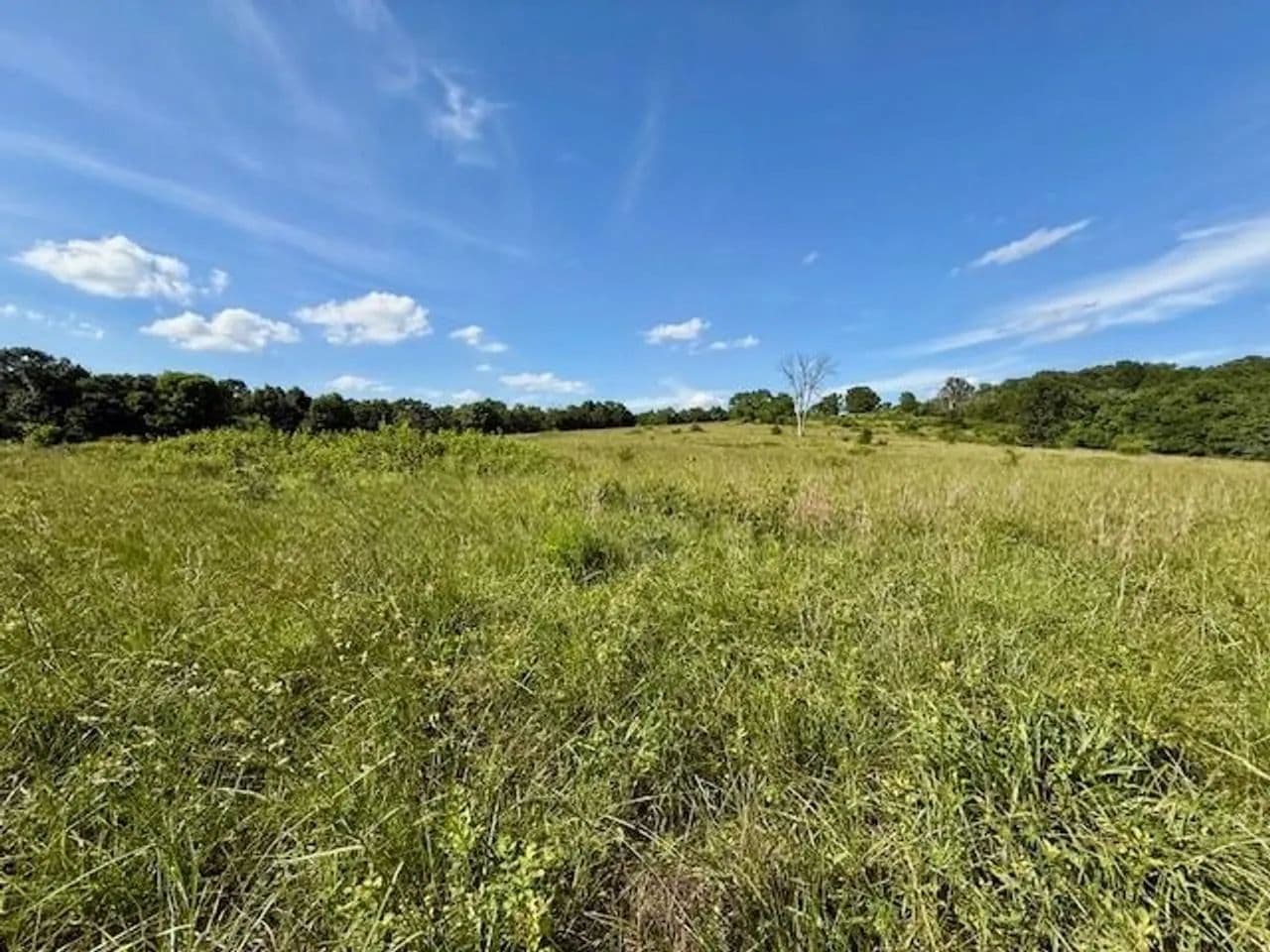 147.6 Acres, Springs, Ponds, Pasture, Douglas County - Mountain Grove, Missouri, 65711