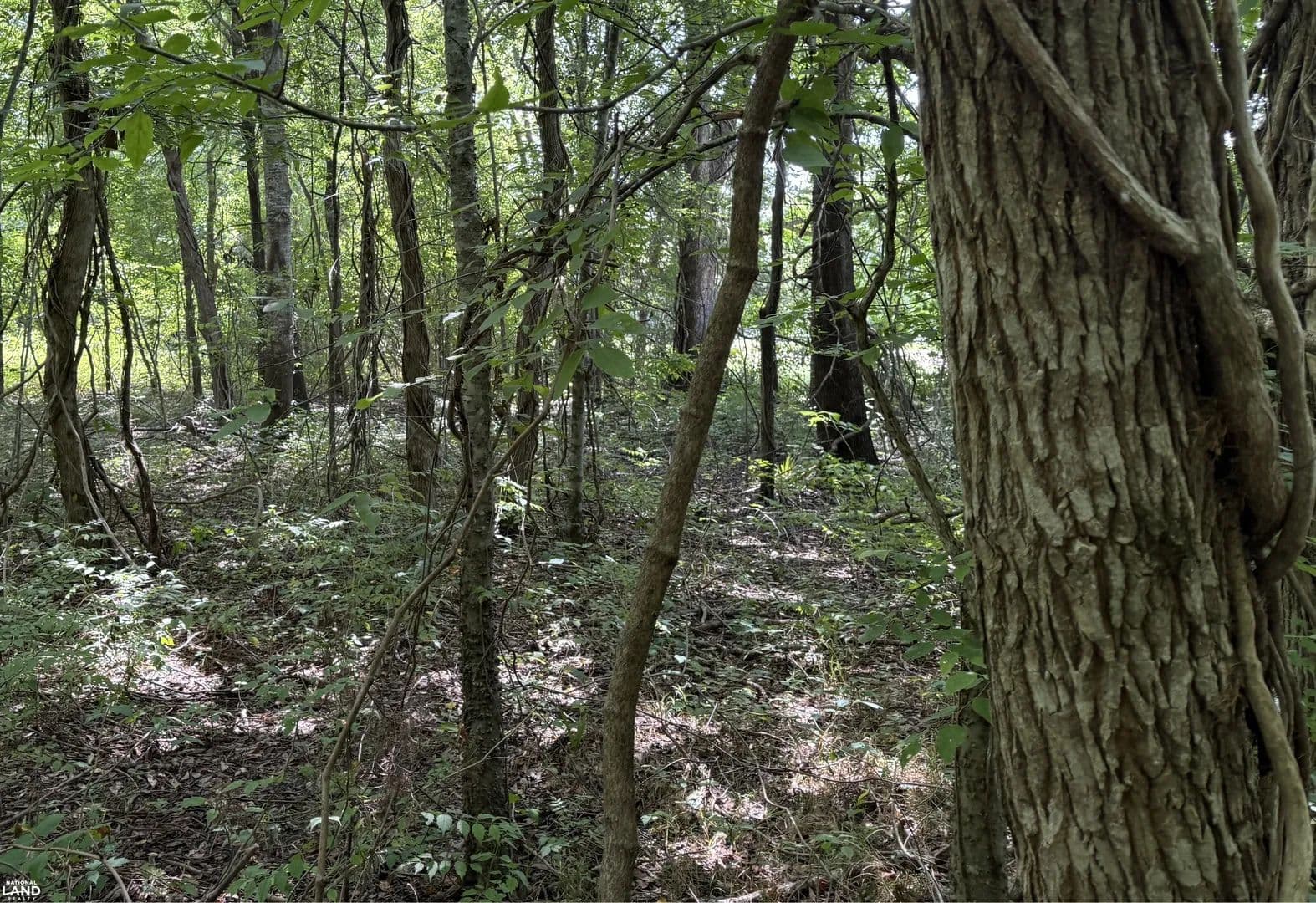 19 acres Timber and Deer Hunting - Clayton, Louisiana, 72326