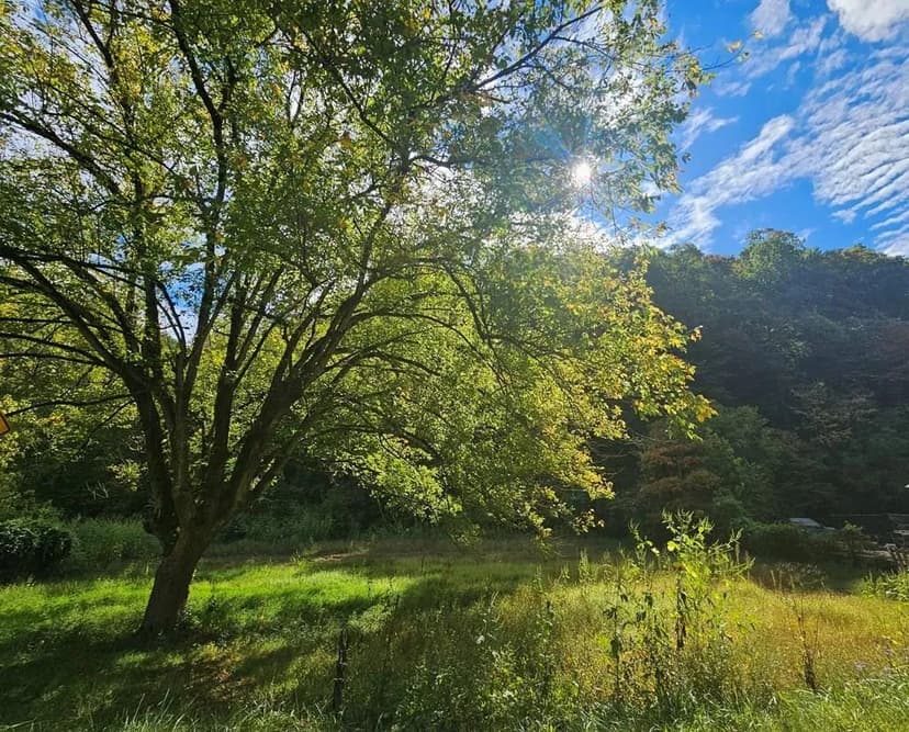 Lots & Land-Other in Louisa