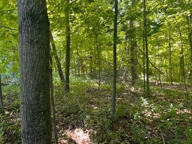 Vacant Land in Woodville - Woodville, Wisconsin, 54028