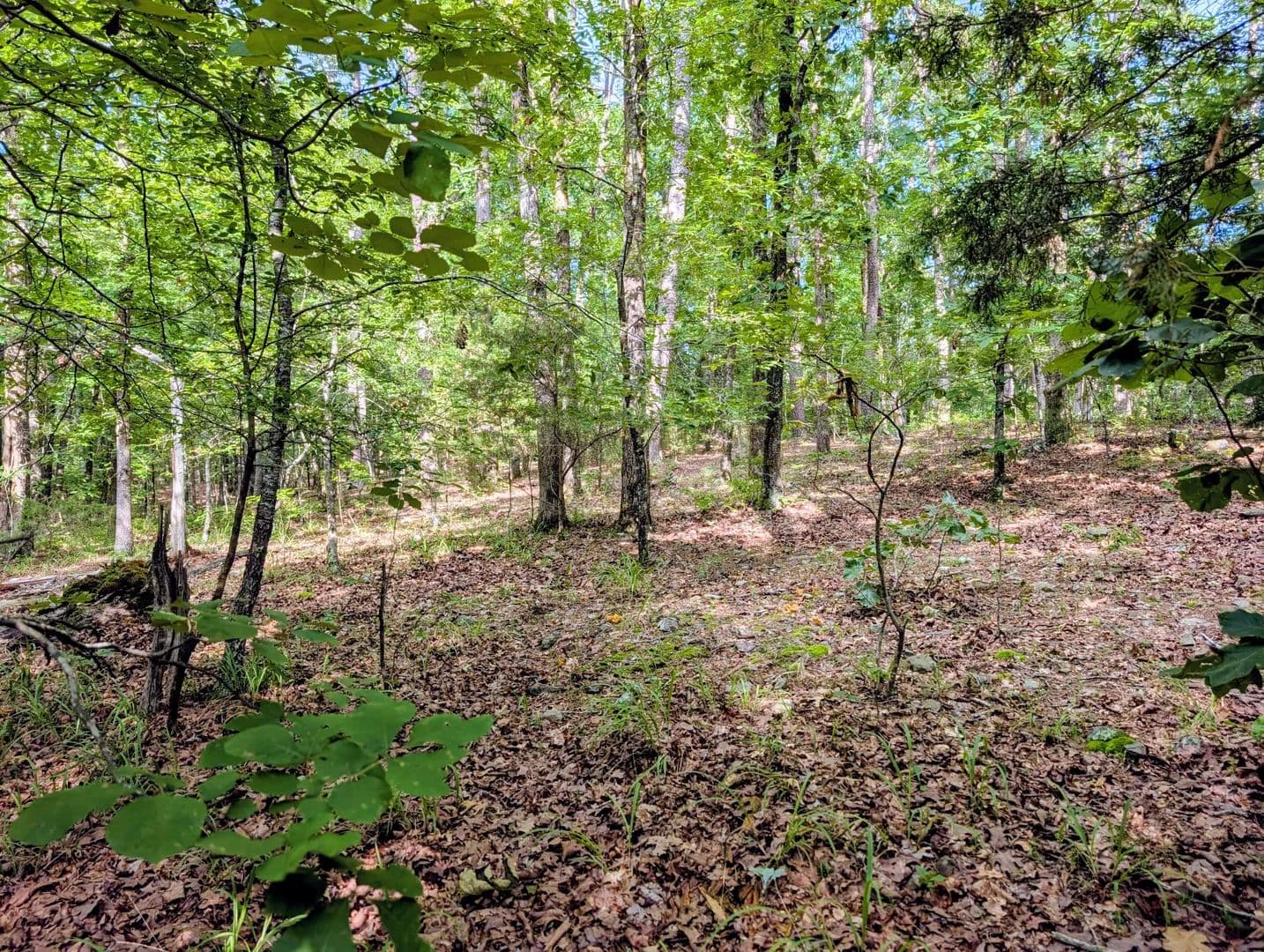 Land -Single Family Acreage in Mena - Mena, Arkansas, 71953