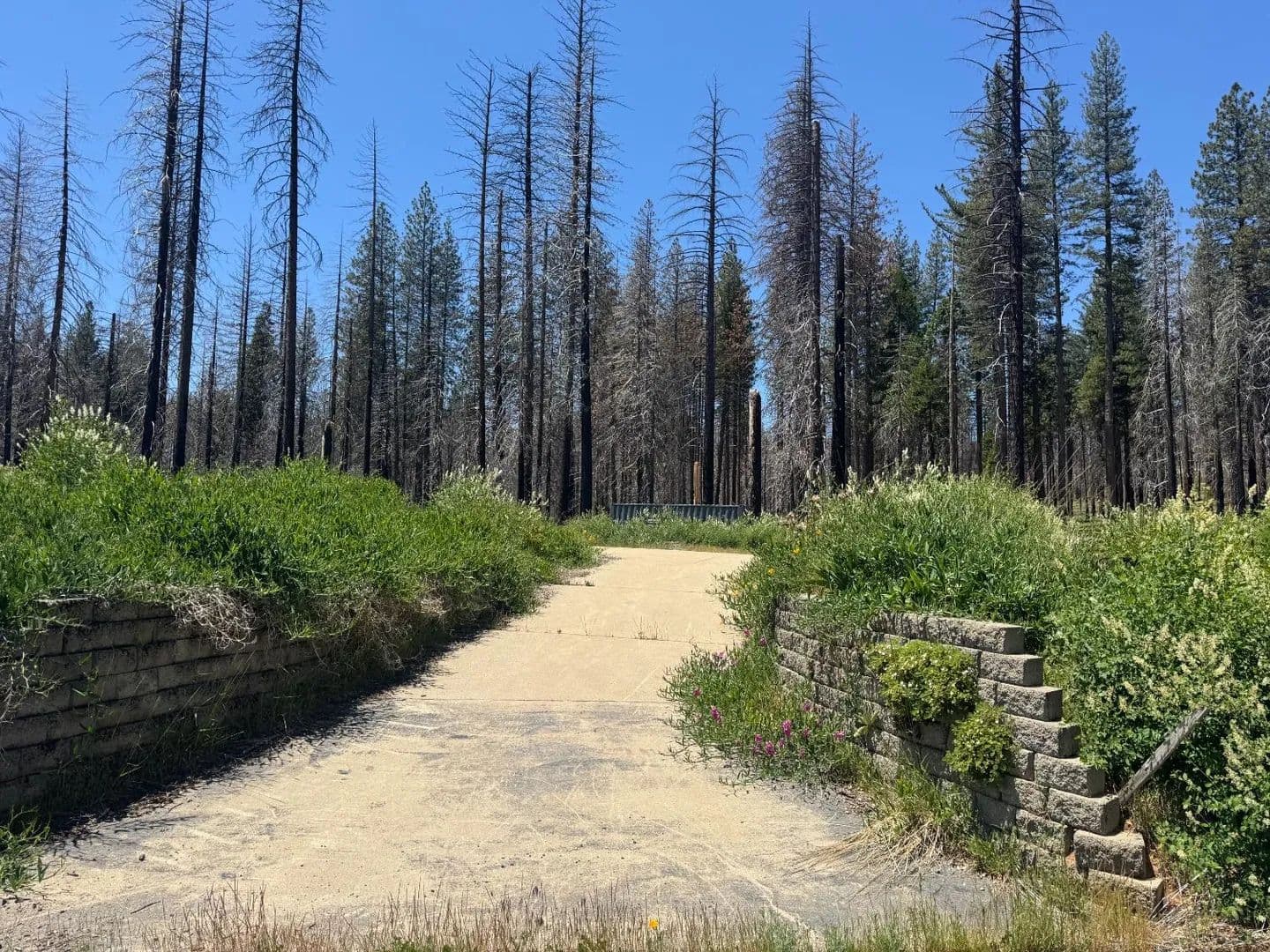 1.13 Acres of Land for Sale in Grizzly Flats, CA - California, 95636