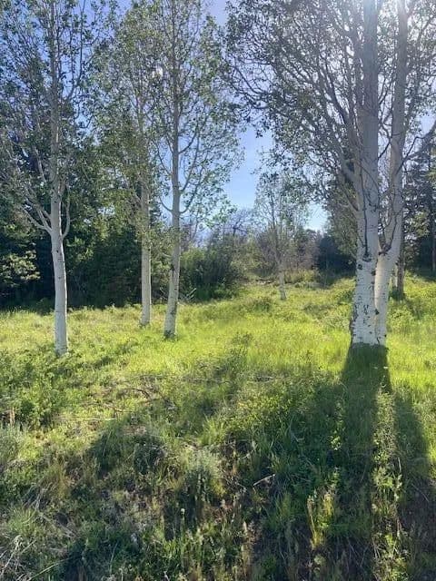 Vacant Land in Kolob - , Utah, 84767