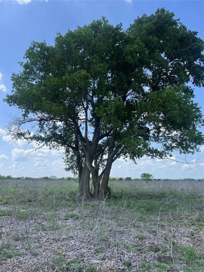 10.01 Acres of Land for Sale in Jonesboro, TX - Jonesboro, Texas, 76538