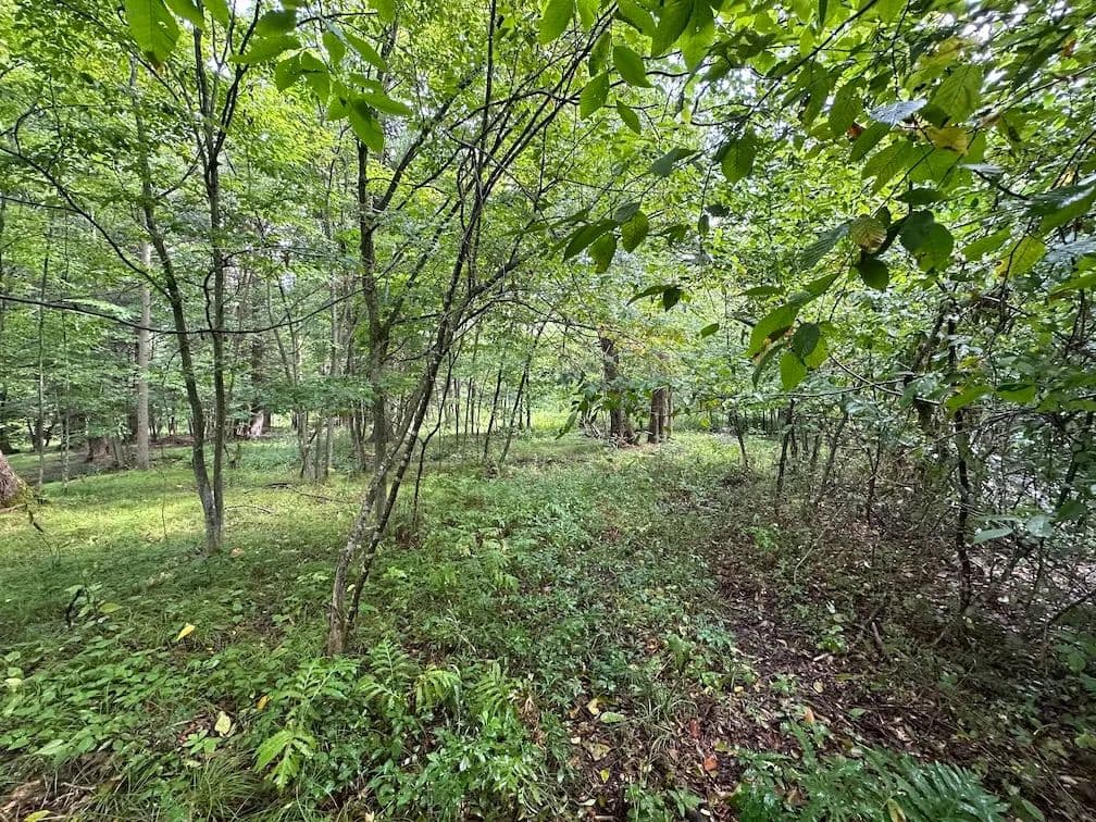 5 acre Building Lot and Recreational Land near State Land in Belmont NY Saunders Hill Rd Lot 2 - Belmont, New York, 14813