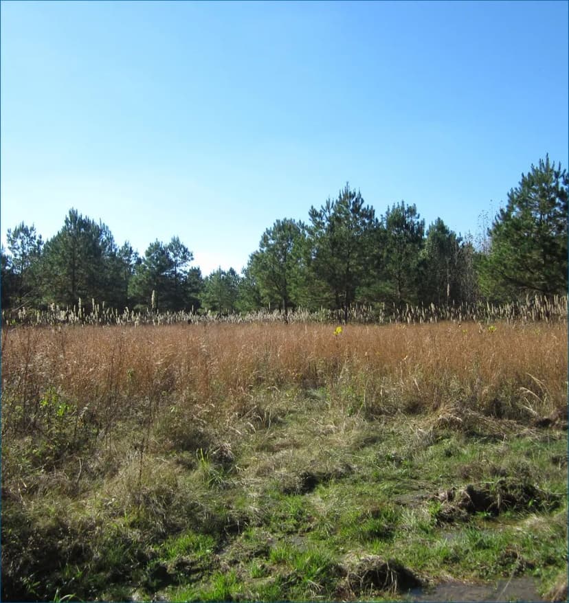 29.28 Acres (Tract 3) in Tippah County in Walnut, MS