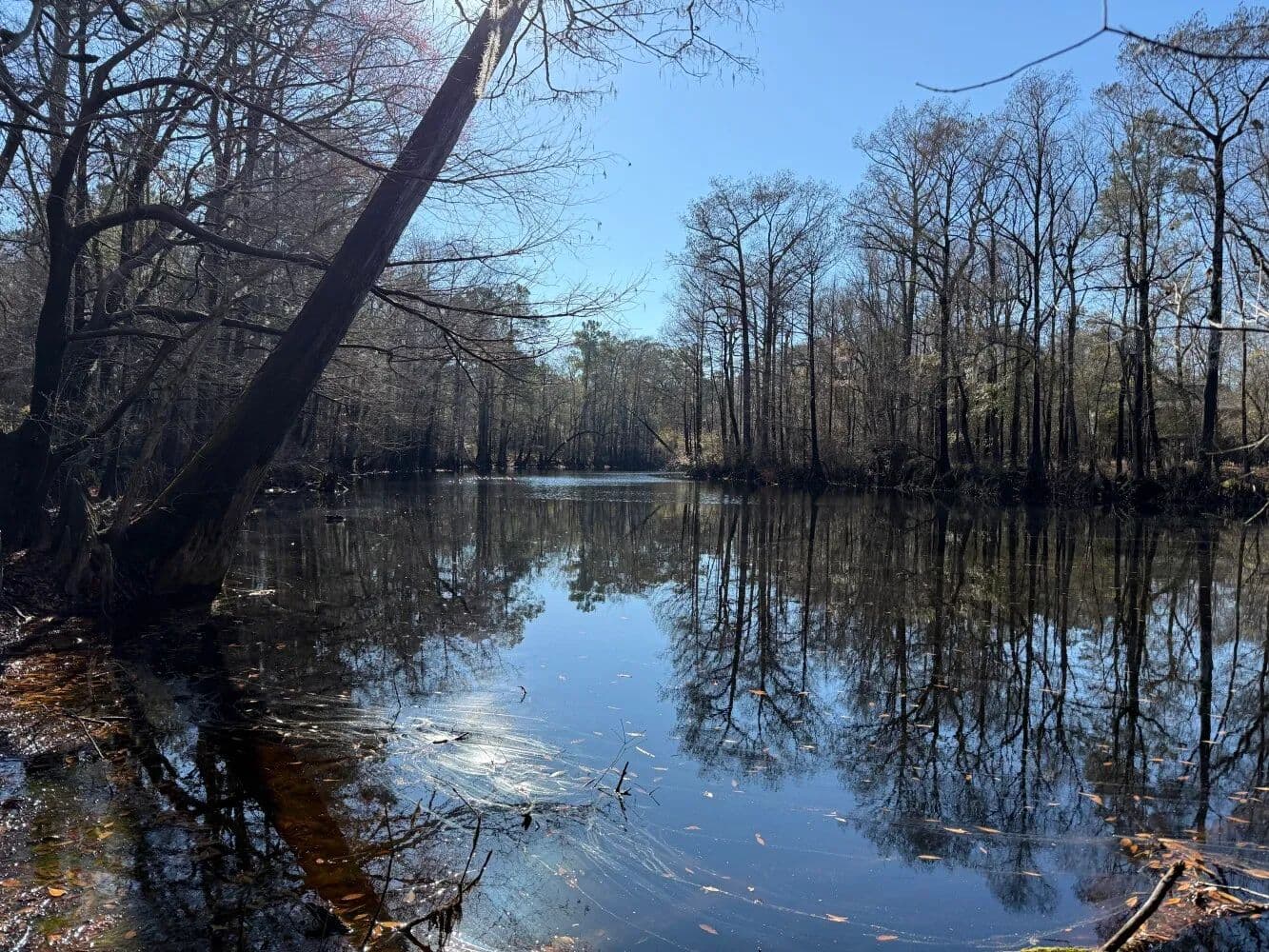 Holly Shelter Creek Hunting Land with Boat Ramp - Burgaw, North Carolina, 28425