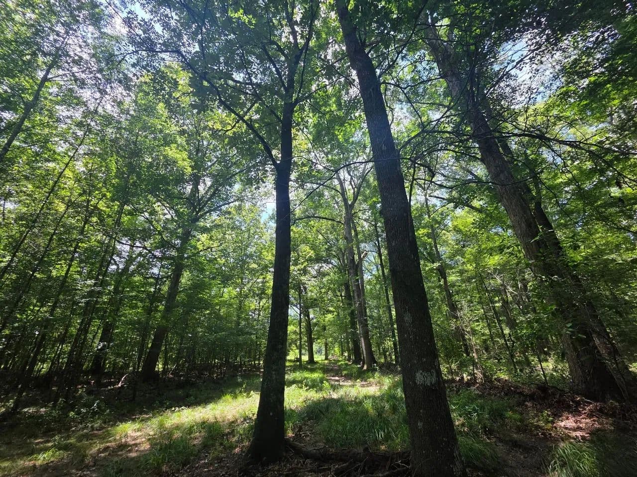 SC RD 538E - Morton, Mississippi, 39117