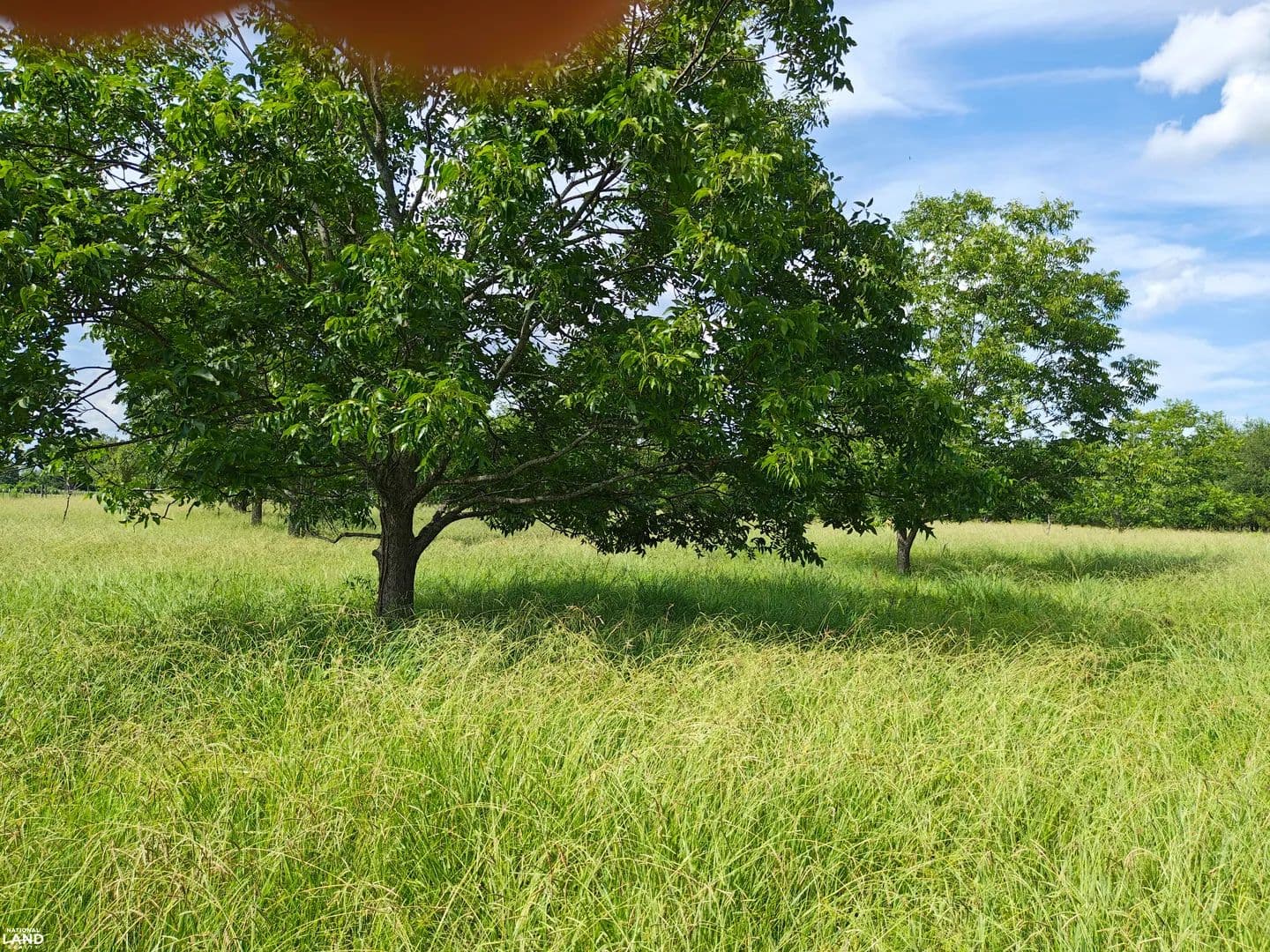 Clack Orchard & Wildlife Property - Oak Ridge, Louisiana, 71264