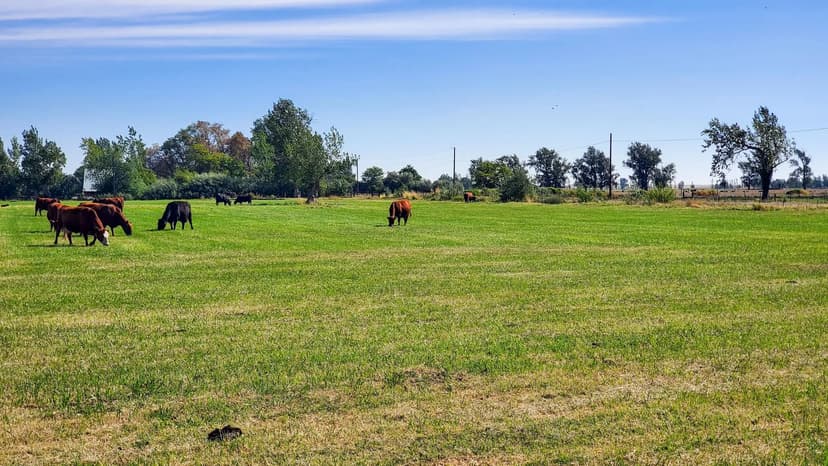 38.8 +/- Acres - Boardman, Oregon