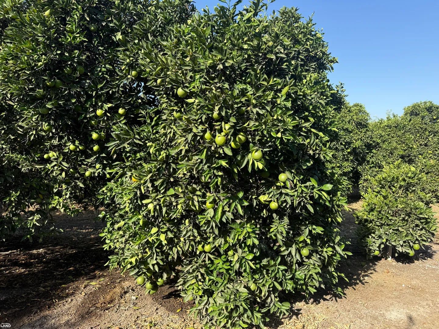 Campbell Ranch - Porterville, California, 93257