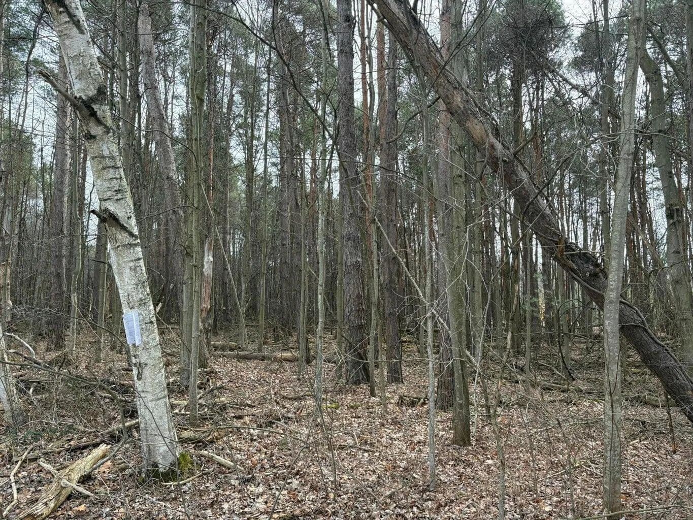 10 Acres of Land for Sale in Kent City, Michigan - Kent City, Michigan, 49330