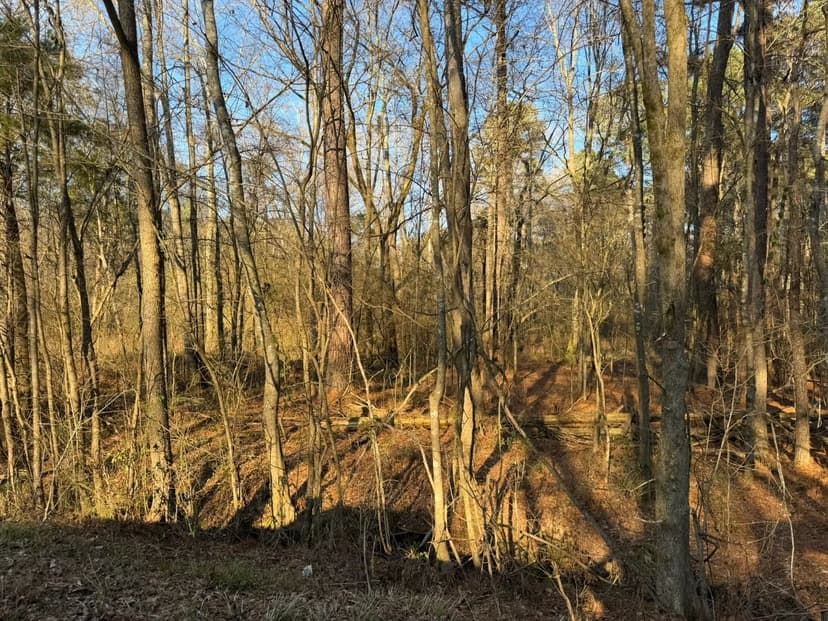 107 Acres in Newton County in Conehatta, MS