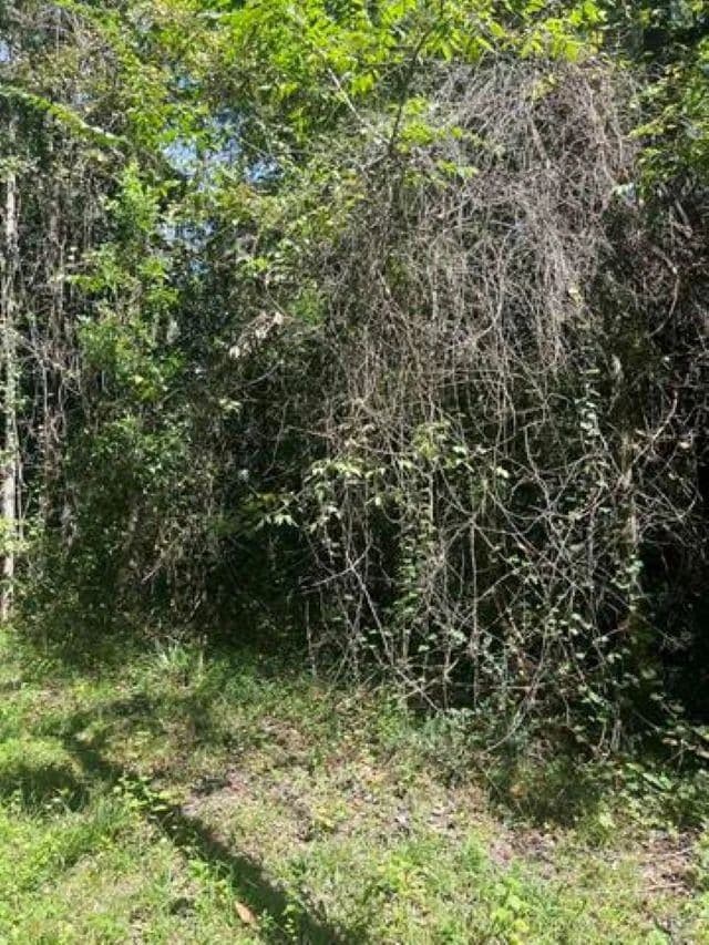 5.6 Acres of Land for Sale in Crawfordville, FL - Crawfordville, Florida, 323270000