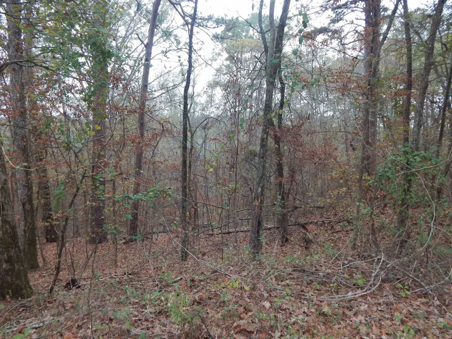 Vacant Land in Gilmer - Gilmer, Texas, 75645