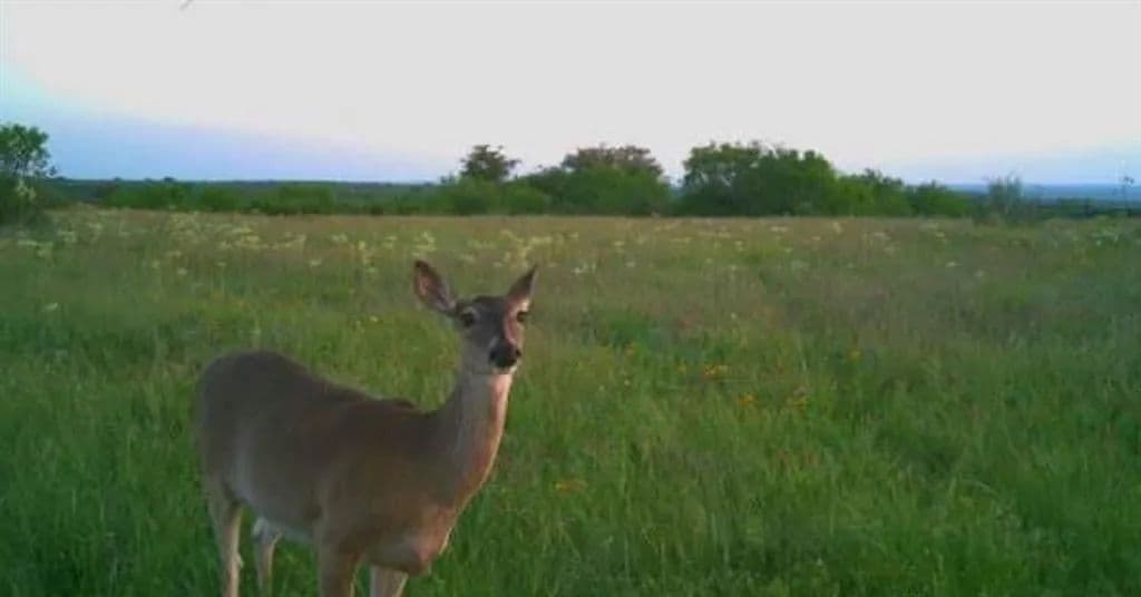 Vacant Land in Dublin - Dublin, Texas, 76446