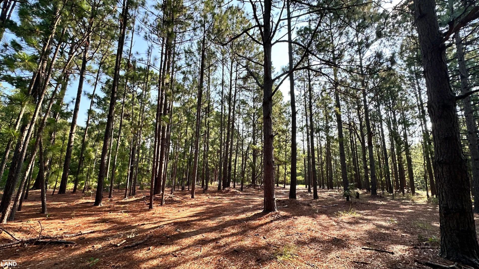 Garden Valley Longleaf Tract - Hartsville, South Carolina, 29550