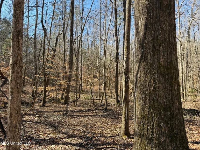 Hunting Land for Sale in Yalobusha County, MS