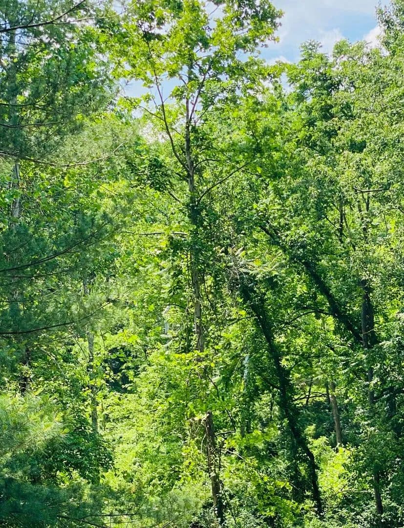 Vacant Land in Newark - Newark, Ohio, 43055