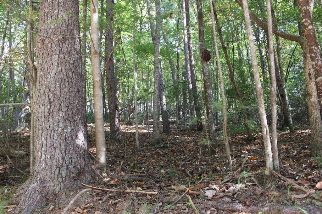 Lots & Land-Other in Ellijay - Ellijay, Georgia, 30540