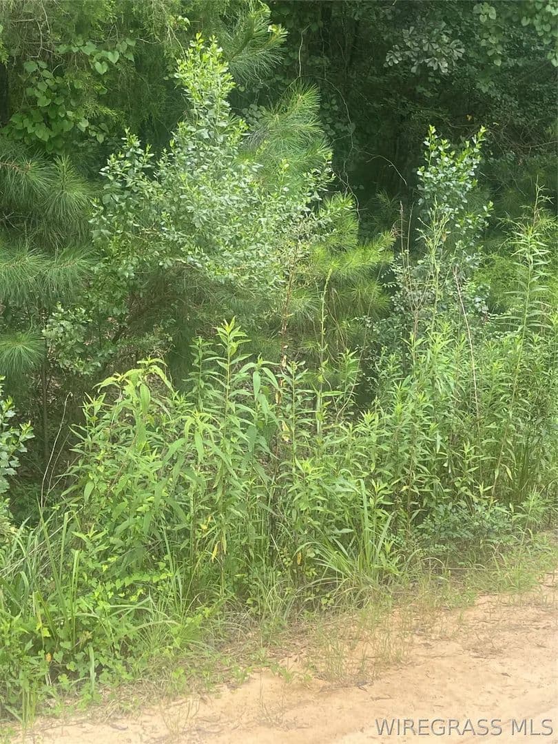 Vacant Land in Daleville - Daleville, Alabama, 36322