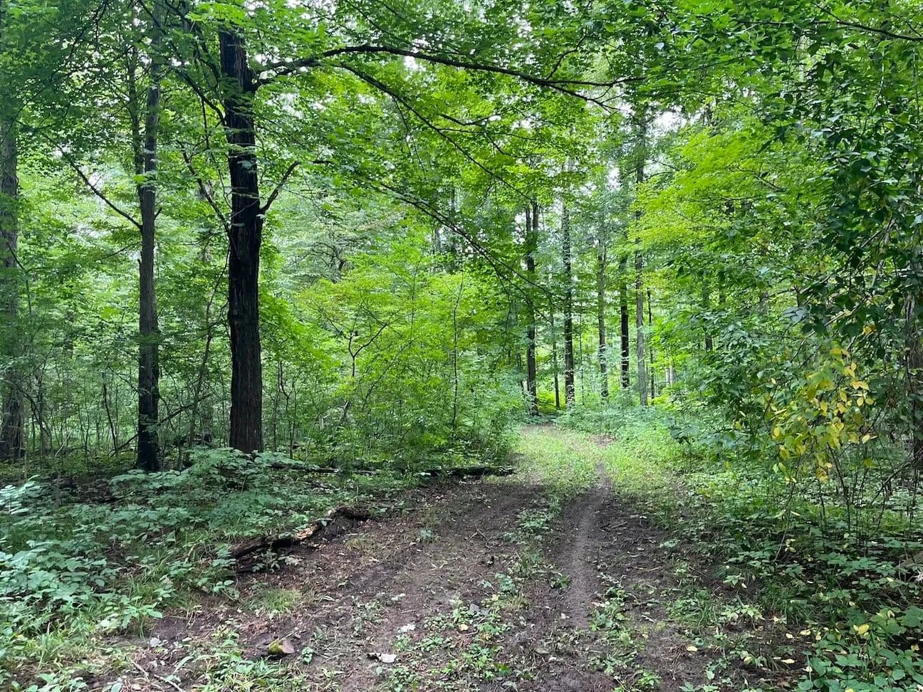 72 acres Premier Hunting Land in Albion NY East Lee Road - Albion, New York, 14411