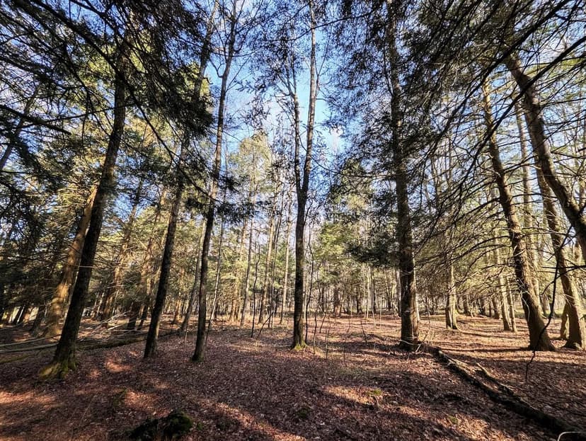 11.2 acre Recreational Property in Greenwood NY 2788 Williamson Rd
