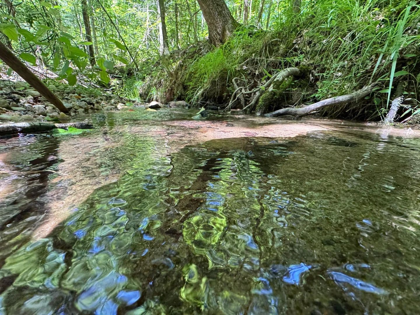 81 +/- acre Hunting/Recreational Timber Tract - Under 30 minutes to Auburn - Camp Hill, Alabama, 36850
