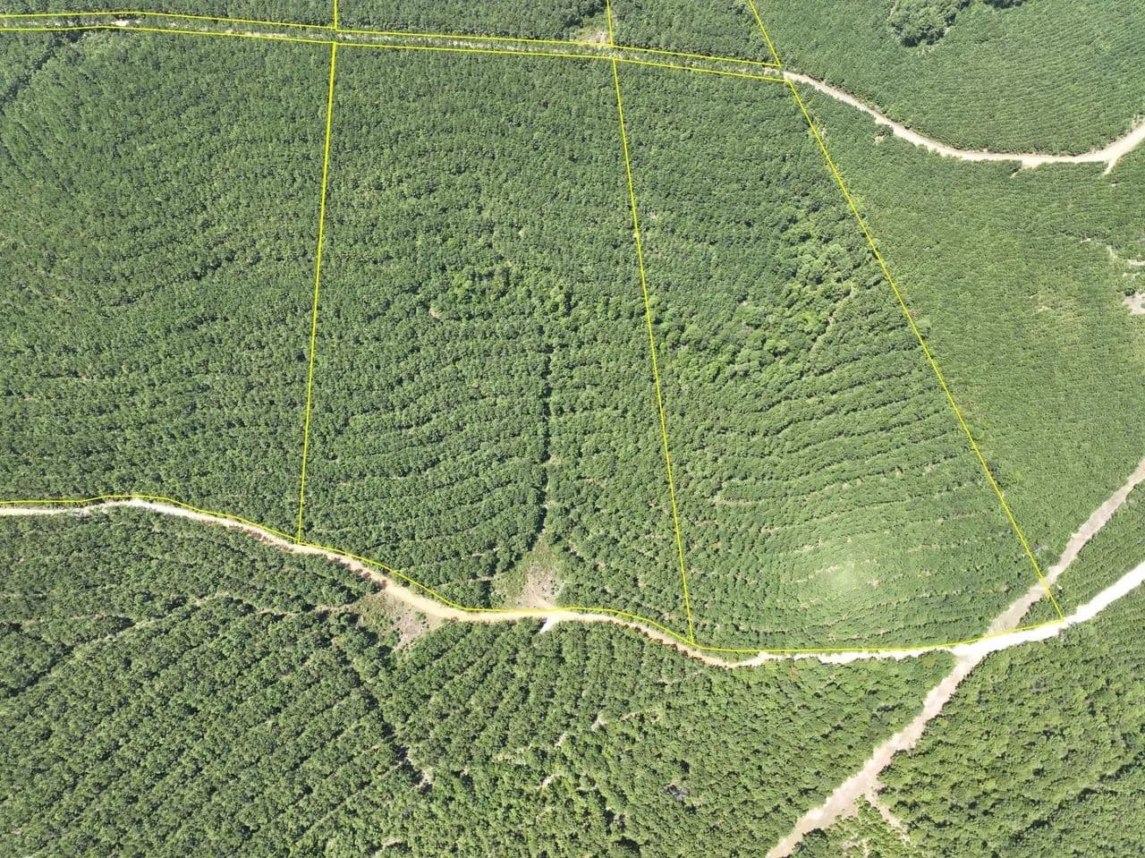 33 Acres | T-3 | County Road 3230 & 3234 - Colmesneil, Texas, 75938