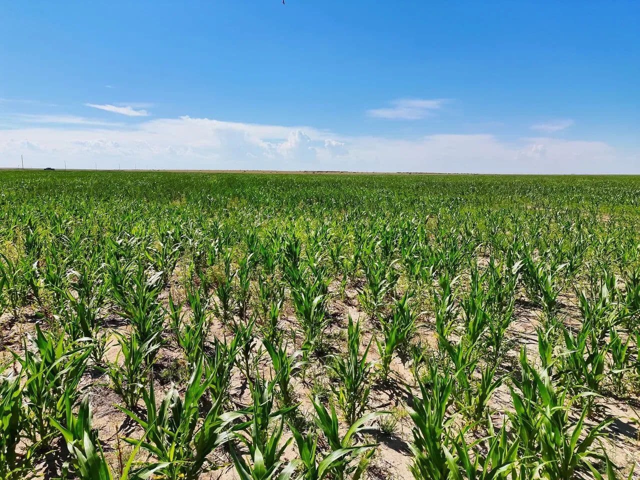 Quarter Section of Cropland with Wind Development Lease - Walsh, Colorado, 81090
