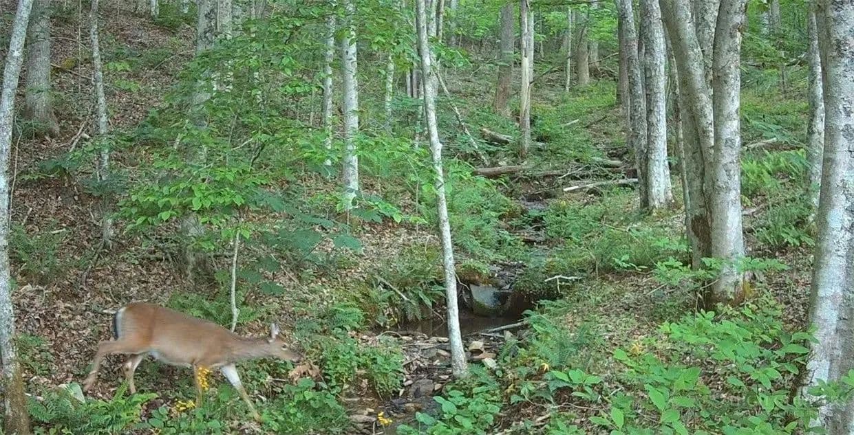 10.63 Acres of Land for Sale in Todd, NC - Todd, North Carolina, 28684