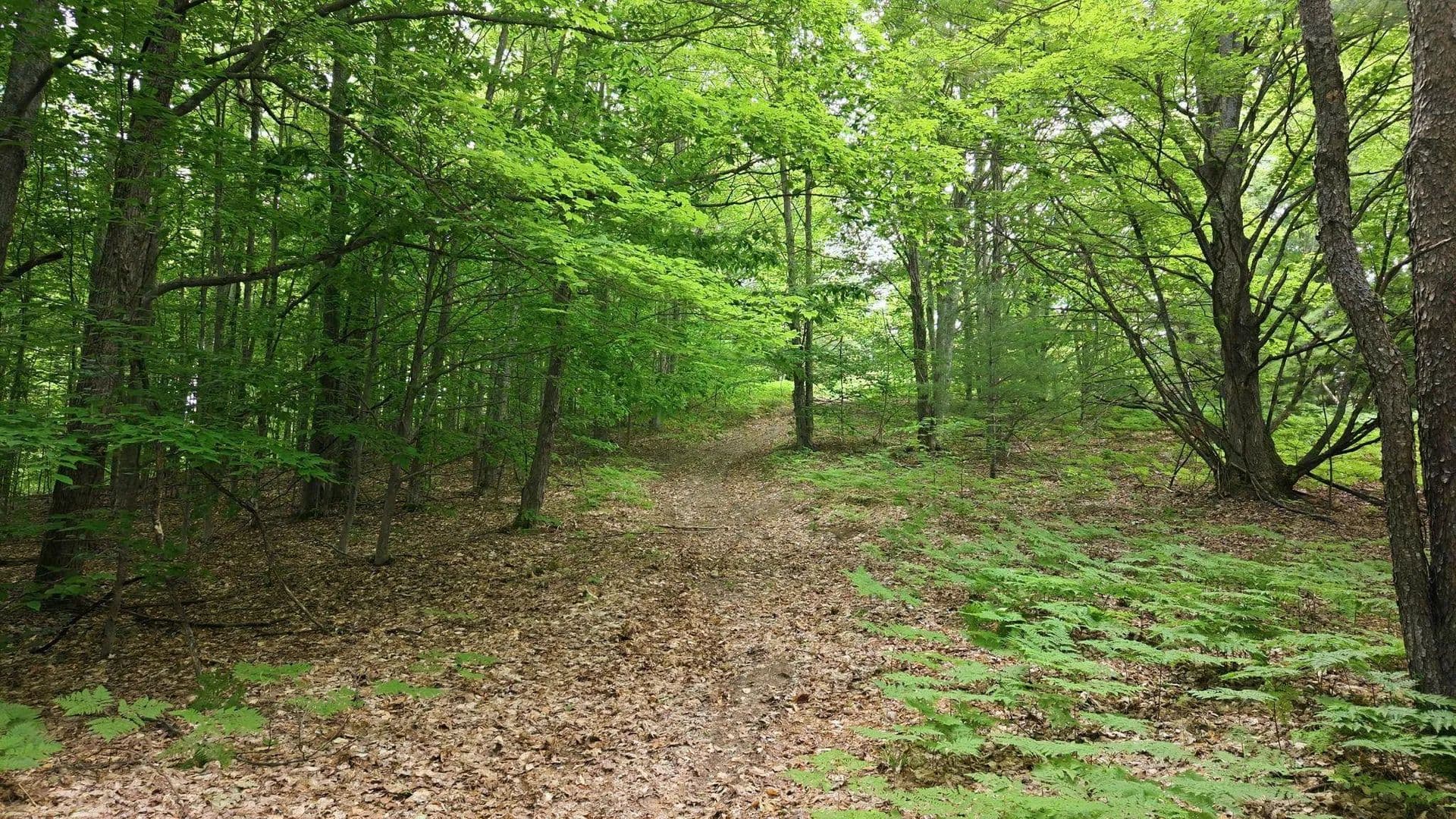 80 Acres of Land for Sale in Orange Twp, MI - Michigan, 49646