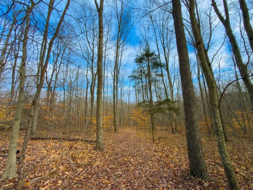 Long Fork Rd - 10 acres